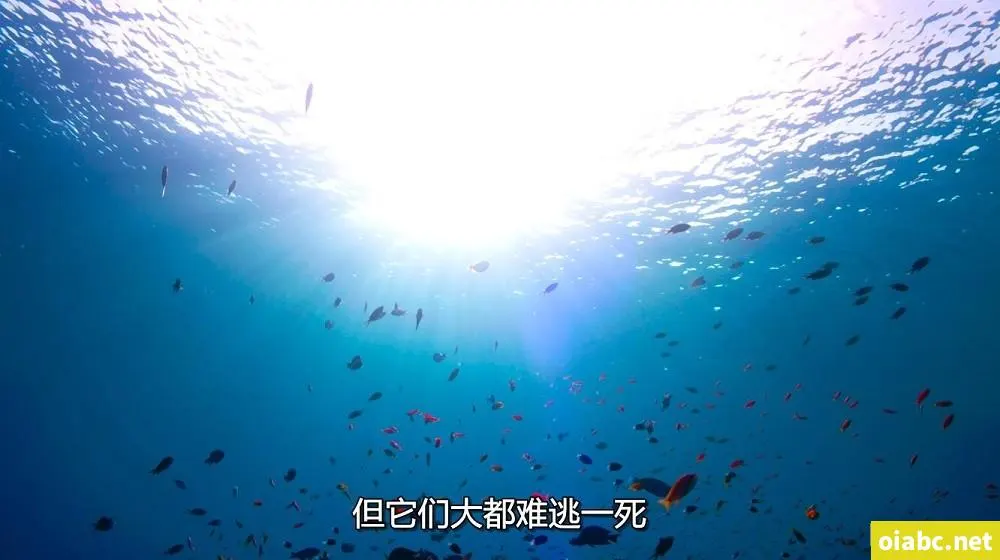 一级a一级a爰片免费免剧照1